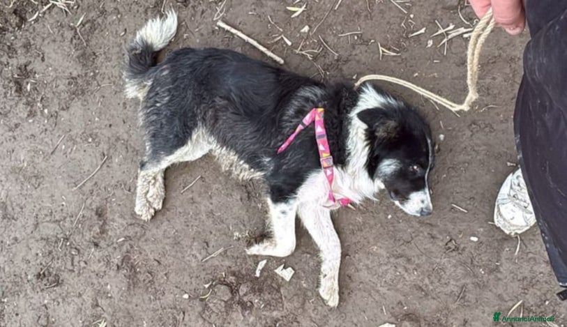 Meticcio cani ROSALIA: GIOVANE MAMMINA EQUILIBRATA DOLCISSIMA  - Annuncio 2