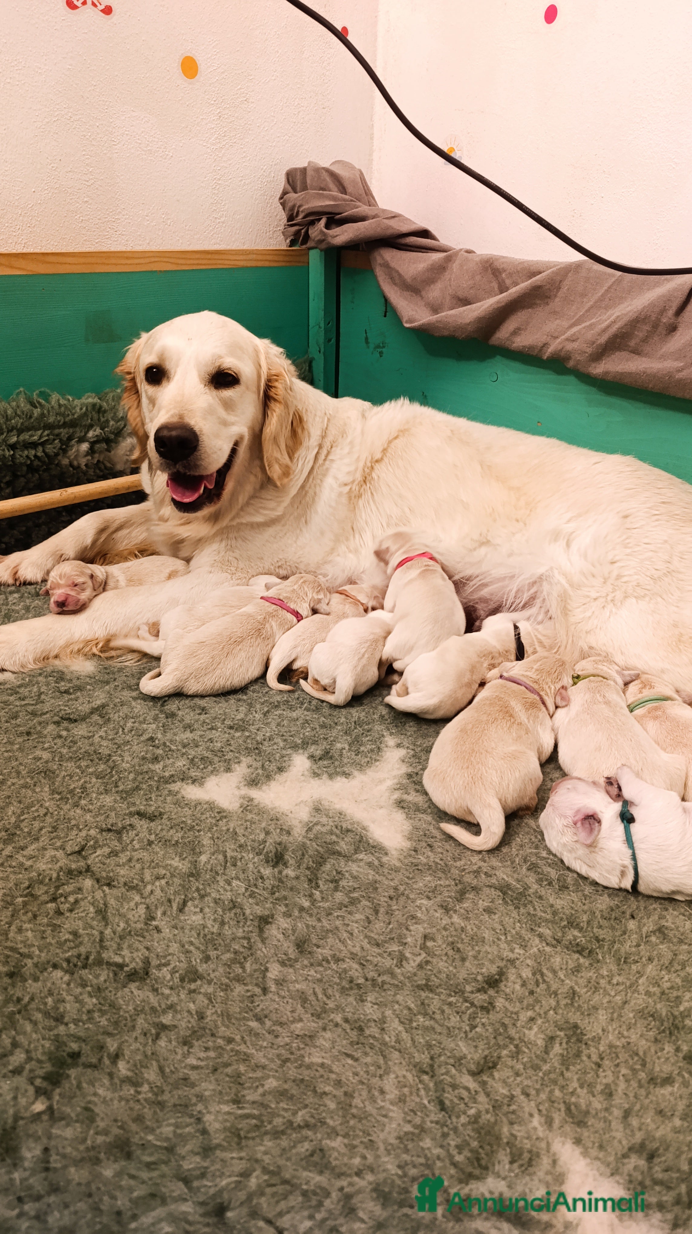 Golden Retriever cani in vendita: Cuccioli di Golden Retriever con pedigree a Provincia del Verbano-Cusio-Ossola - Annuncio 1