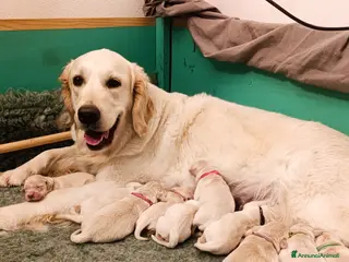Golden Retriever cani Cuccioli di Golden Retriever con pedigree a Provincia del Verbano-Cusio-Ossola - Annuncio 1