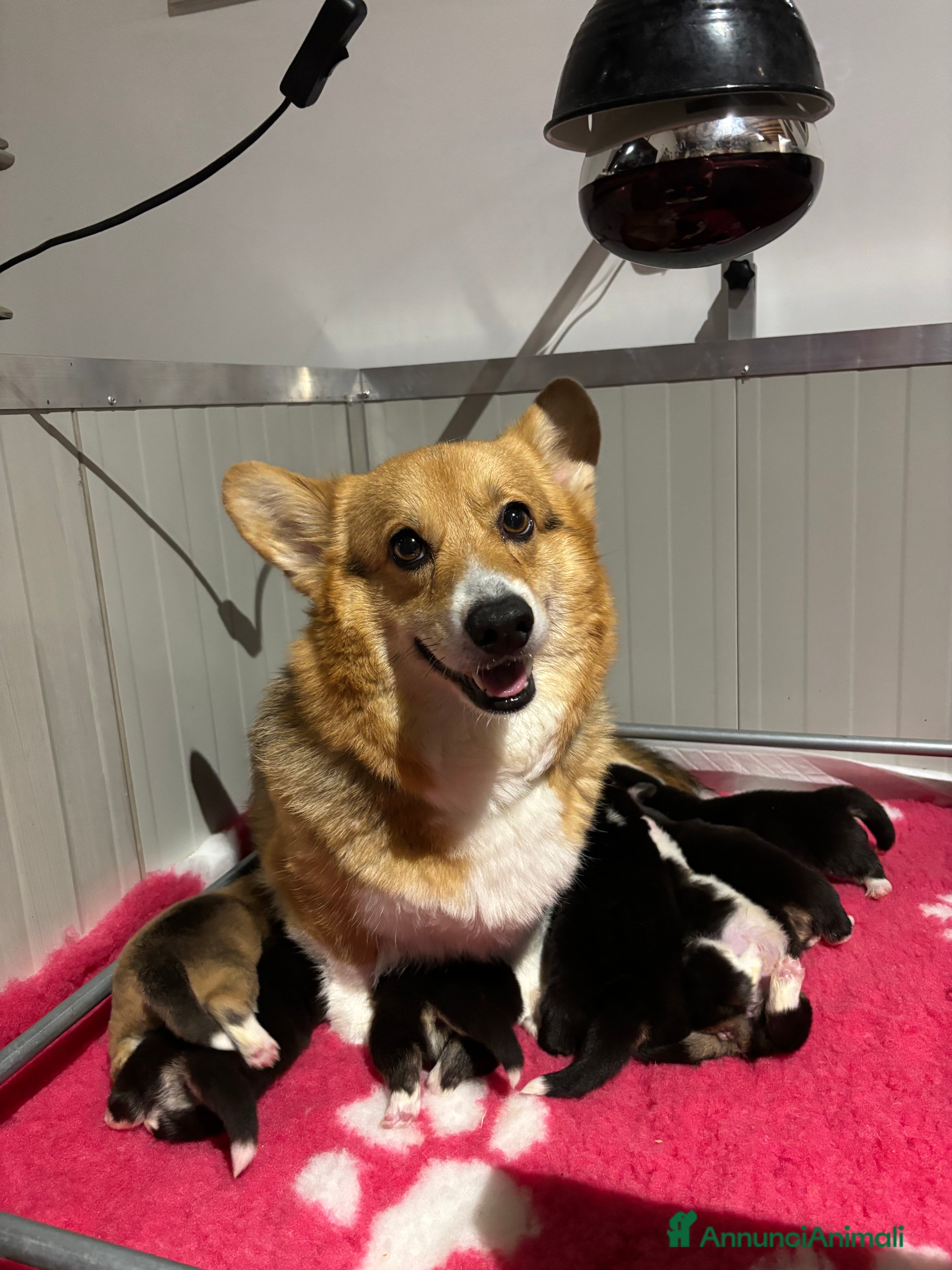 Corgi Pembroke cani Welsh corgi Pembroke  a Città metropolitana di Roma Capitale - Annuncio 1