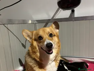 Corgi Pembroke cani Welsh corgi Pembroke a Città metropolitana di Roma Capitale - Annuncio 3