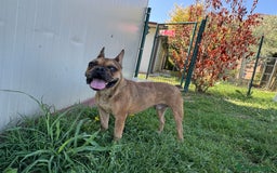 Bulldog Francese cani in regalo: Simil Bouledogue Francese a Provincia di Ferrara - Immagine 9