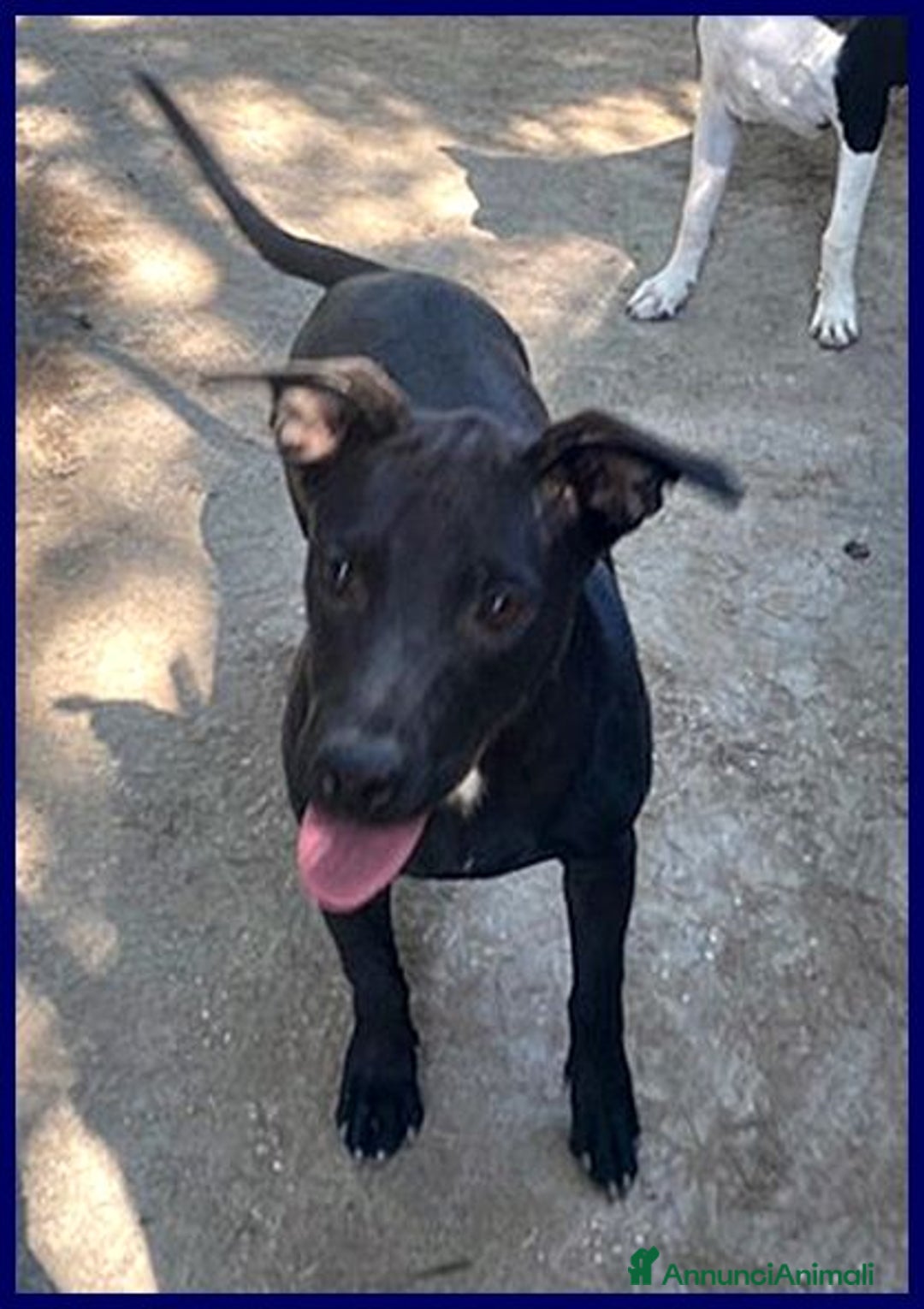 Meticcio cani in regalo: Adorabile ZEUDI tg contenuta - Annuncio 2