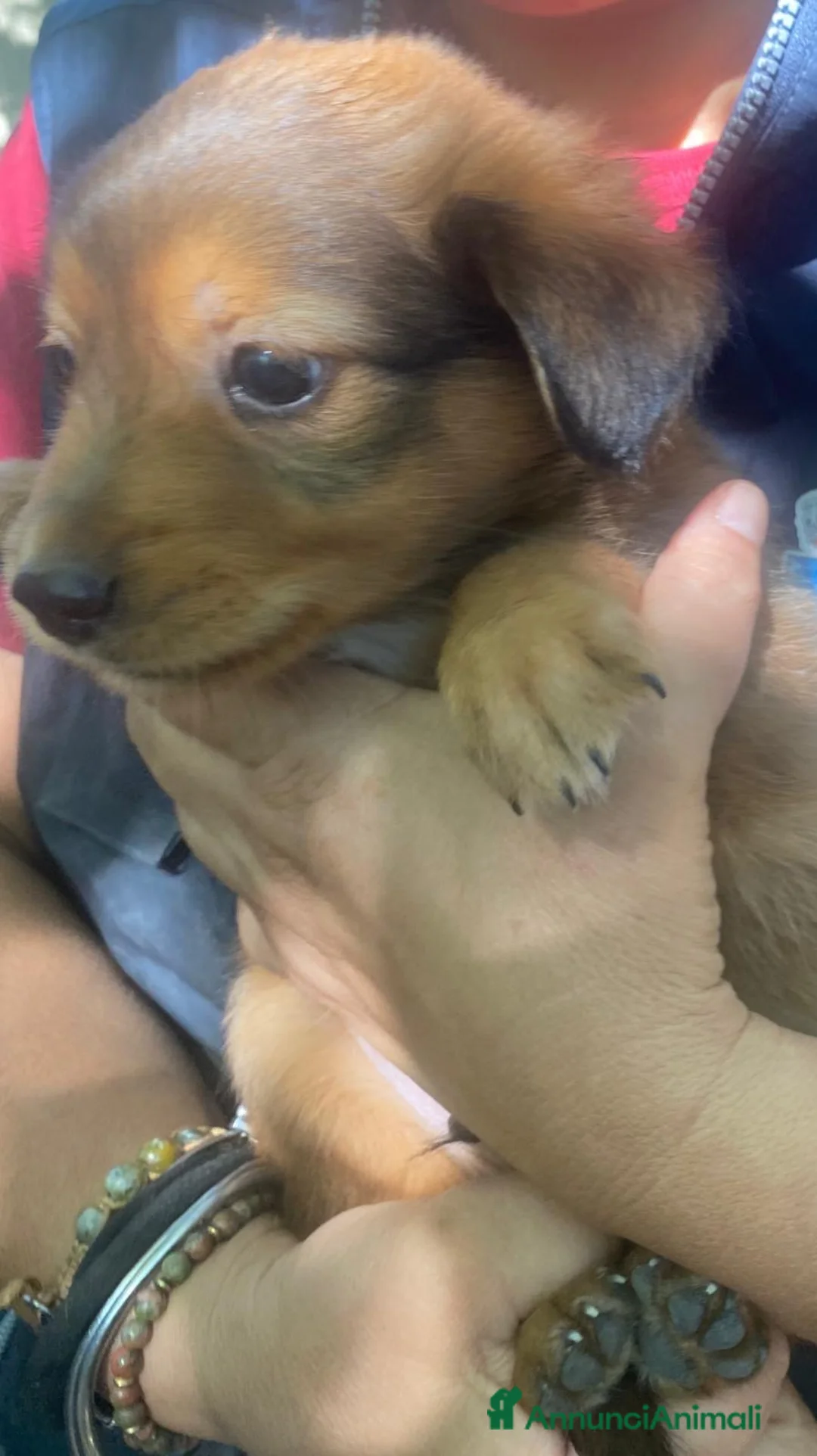 Meticcio cani in regalo: BISCOTTO 💙 DUE ZAMPETTE, UN CUORE DA CONQUISTARE a Provincia di Perugia - Annuncio 2