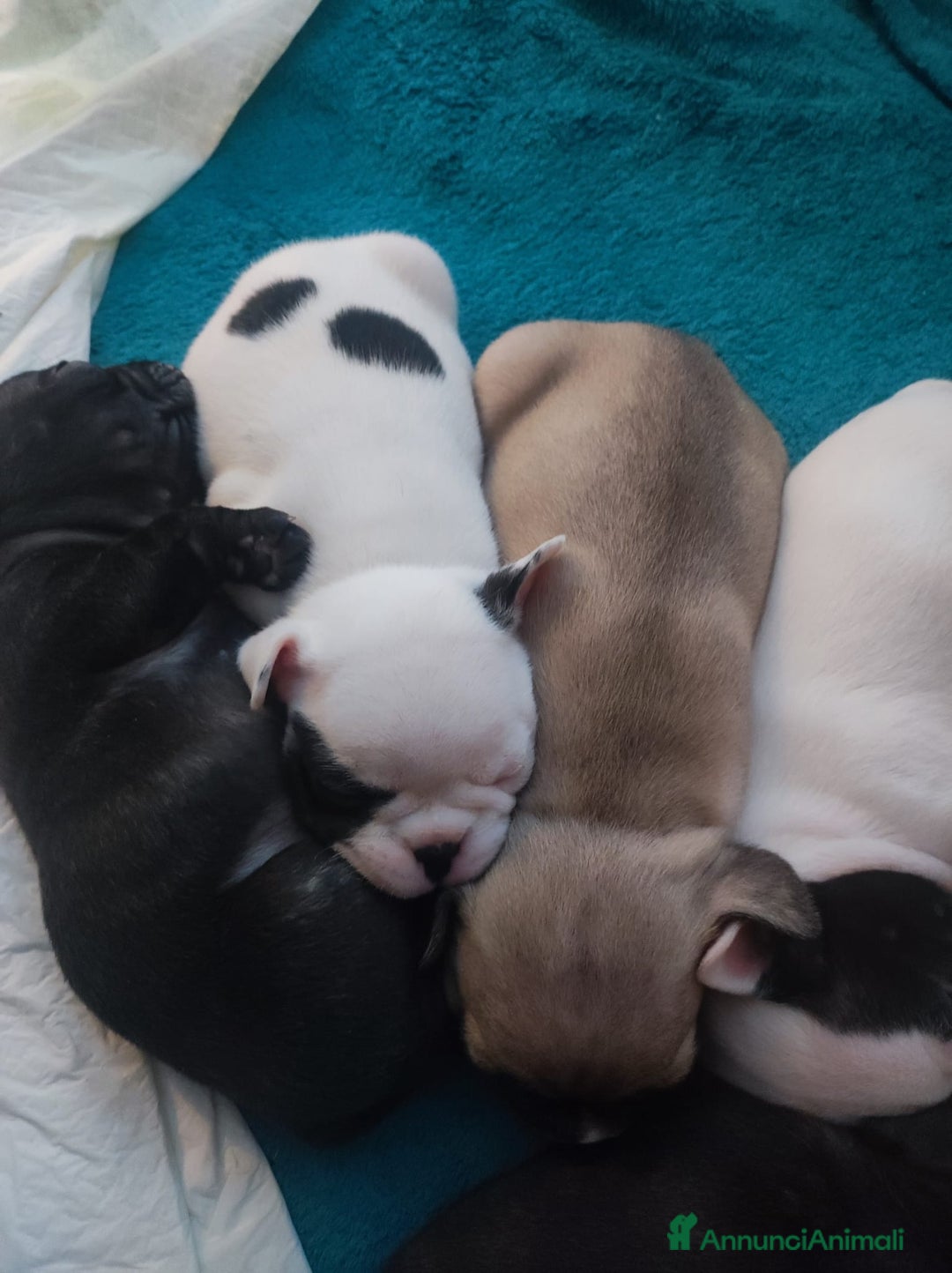 Bulldog Francese cani in vendita: Cuccioli di bulldog francese  - Annuncio 9