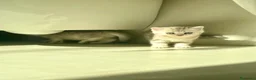 Scottish gatti in vendita: Bellissimi cuccioli di scottish straight/fold - Annuncio 5