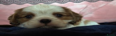Cavalier King Cucciolo 2