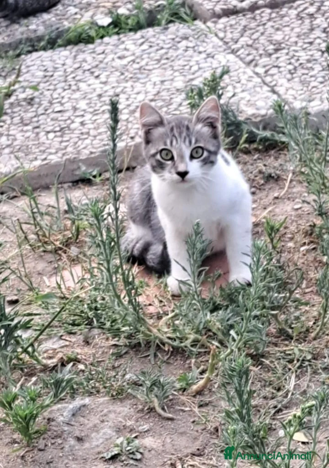 Meticcio gatti in regalo: 3mici 3/4mesi e giovane mamma VOGHERA PV - Annuncio 1