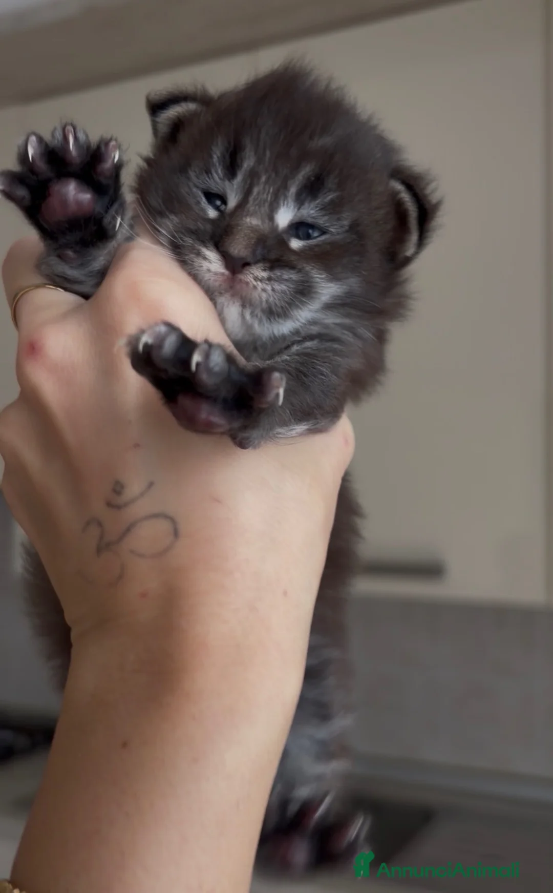 Maine Coon gatti in vendita: Maine coon con pedigree  - Annuncio 2