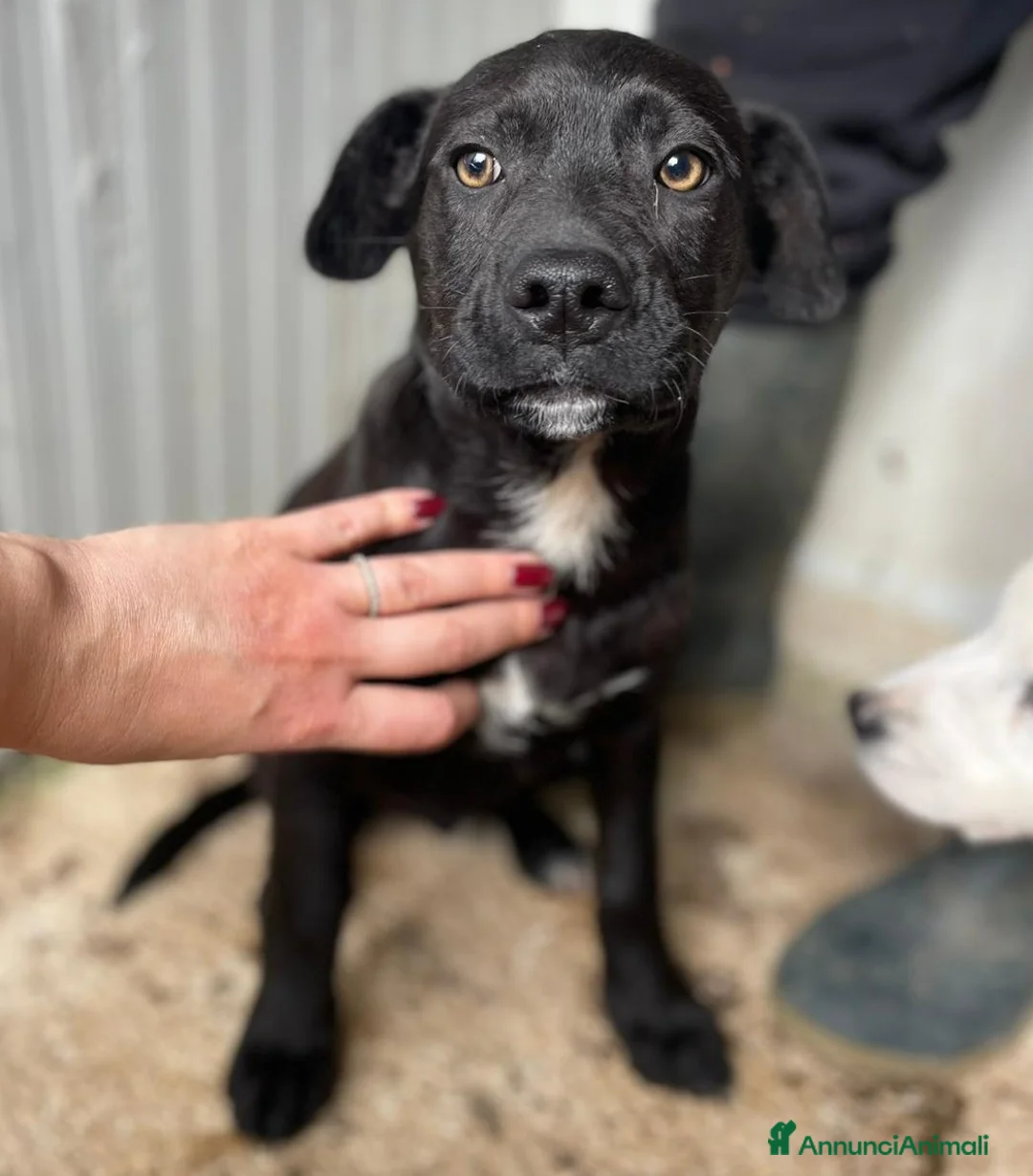 Meticcio cani in regalo: ADOTTA IL DOLCISSIMO SIMON - Annuncio 1