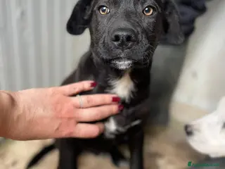 Meticcio cani ADOTTA IL DOLCISSIMO SIMON - Annuncio 37