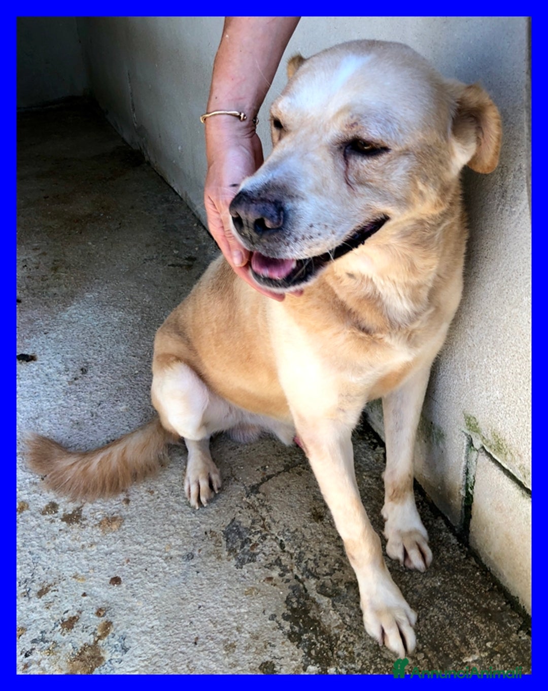 Meticcio cani in regalo: BIG BENdolcissimo solare coccolone!tg grande - Annuncio 4