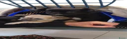 Chihuahua cani in vendita: Cucciolo di Chihuahua a Pelo Lungo - Pedigree ENCI - Annuncio 10