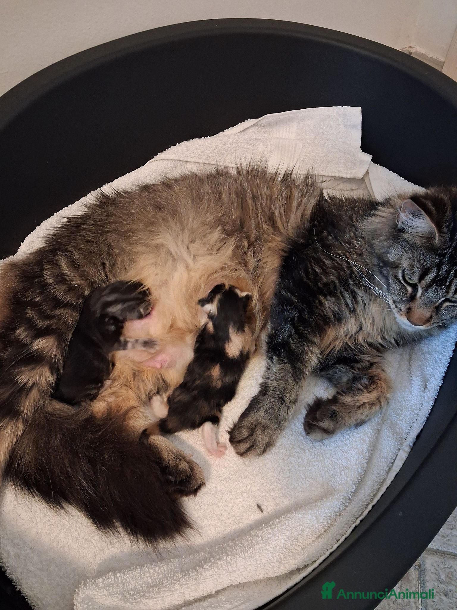 Maine Coon gatti Cucciolo di Maine Coon  Blak silver  - Annuncio 36