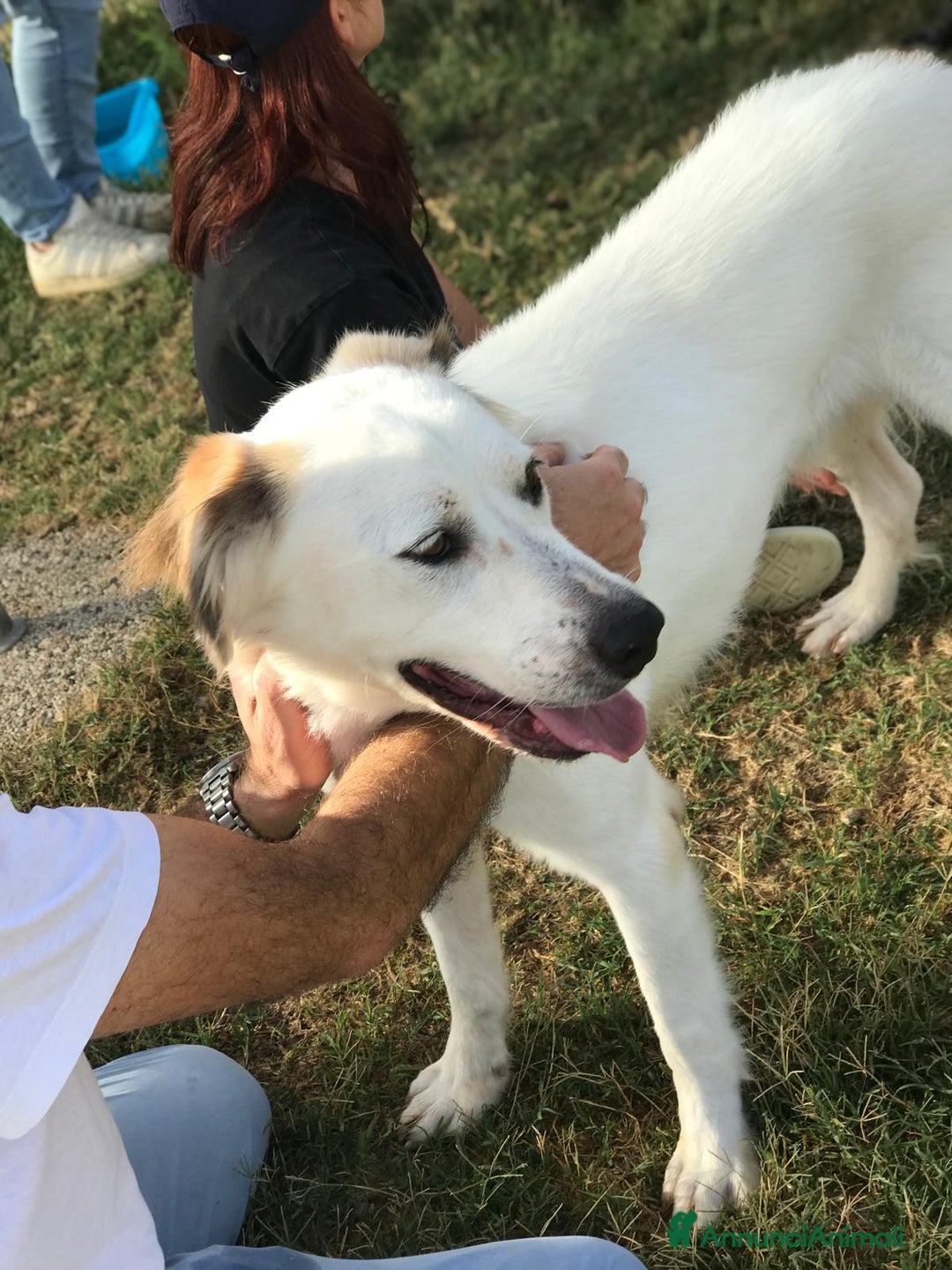 Meticcio cani in regalo: AIGOR dolcissimo simil labrador in adozione a Provincia di Latina - Annuncio 6