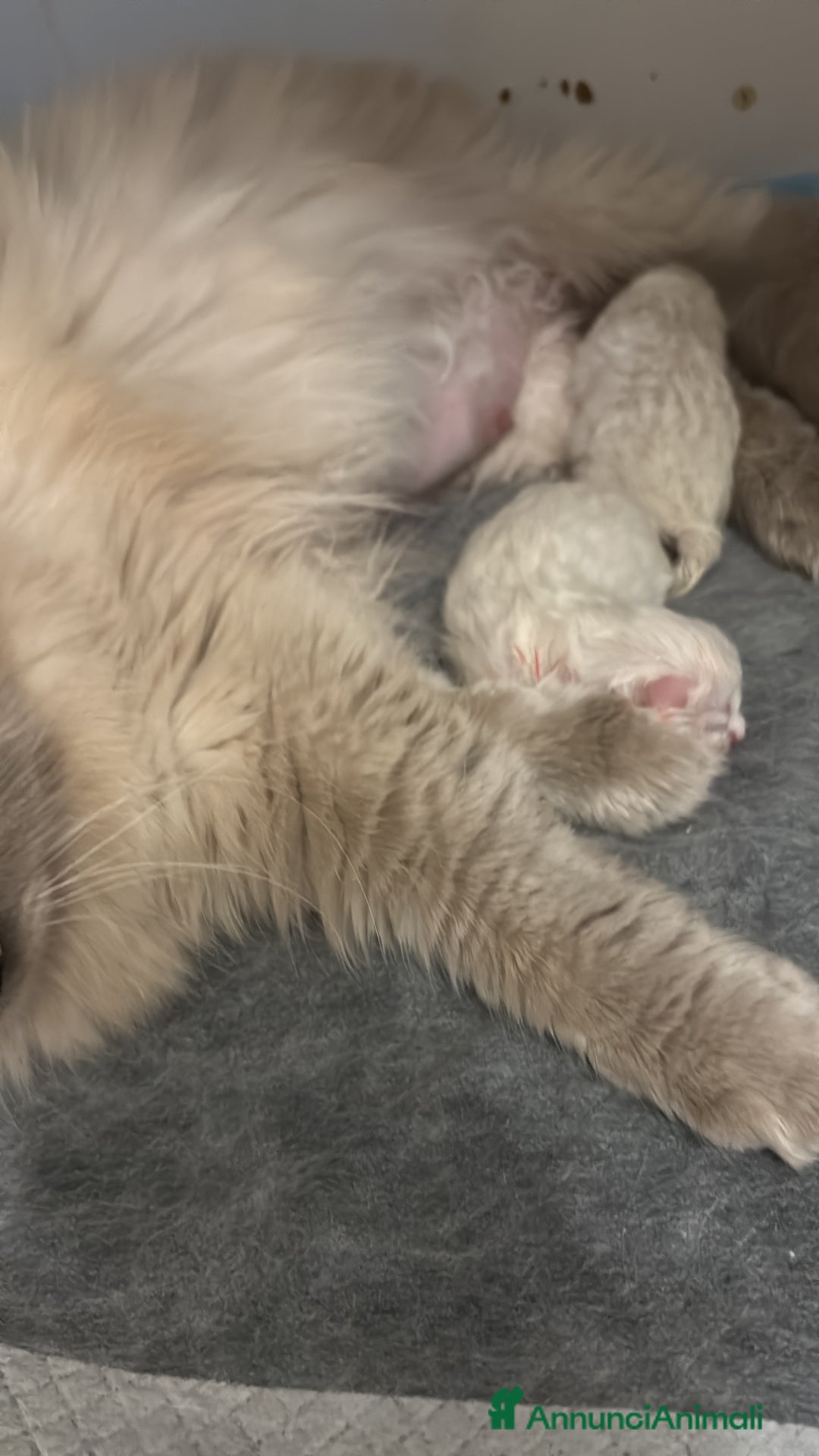 Siberiano gatti in vendita: Siberiani neva masquerade  - Annuncio 6