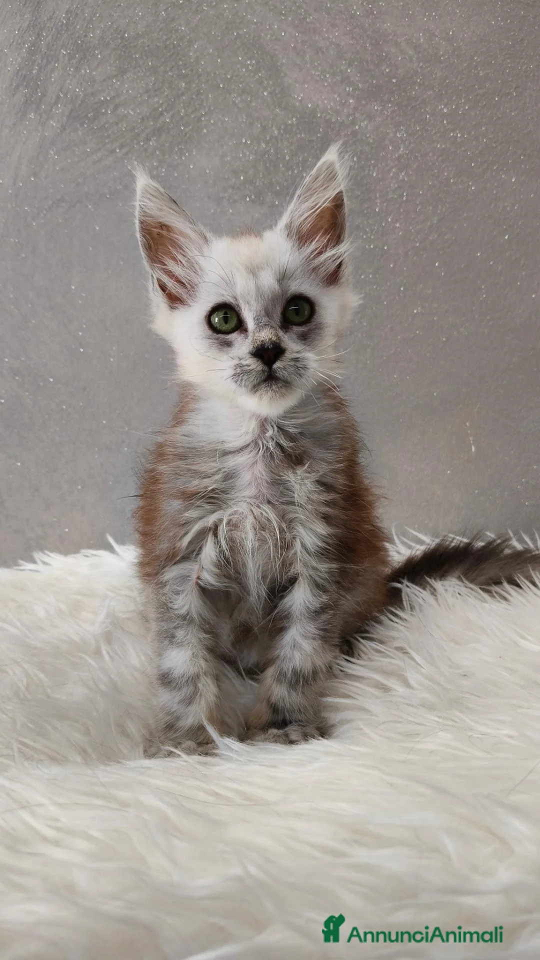 Maine Coon gatti in vendita: Cucciola Maine Coon Silver femmina  - Annuncio 13