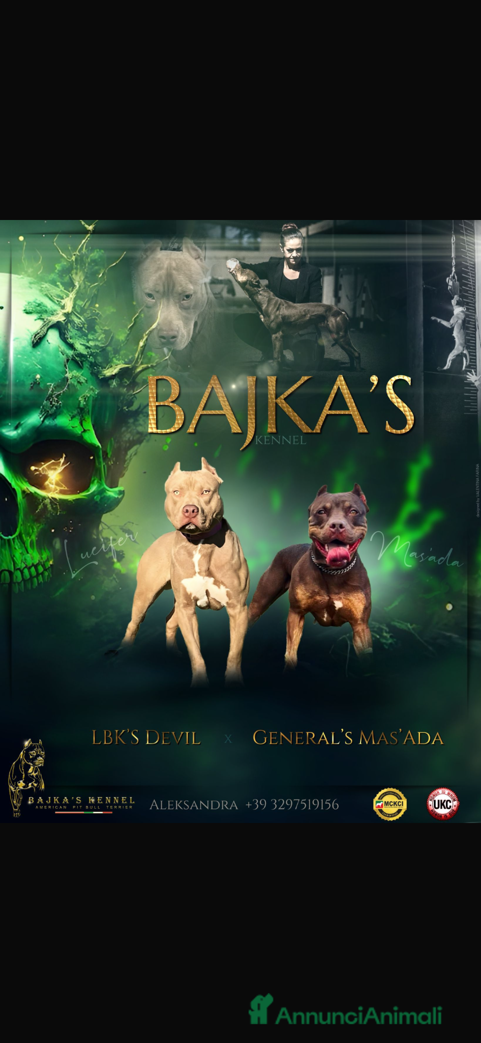 Pitbull cani Ultime femmine Pitbull ukc  - Annuncio 1