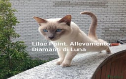 Siamese gatti in vendita: cuccioli old style Siamese - Thai con pedigree  a Città metropolitana di Roma Capitale - Immagine 5