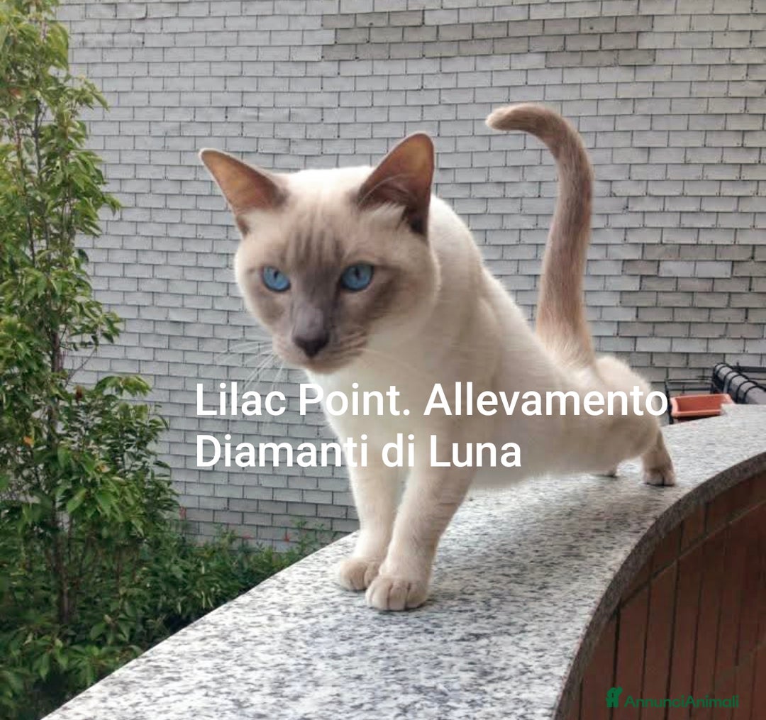 Siamese gatti in vendita: cuccioli old style Siamese - Thai con pedigree  a Città metropolitana di Roma Capitale - Immagine 5