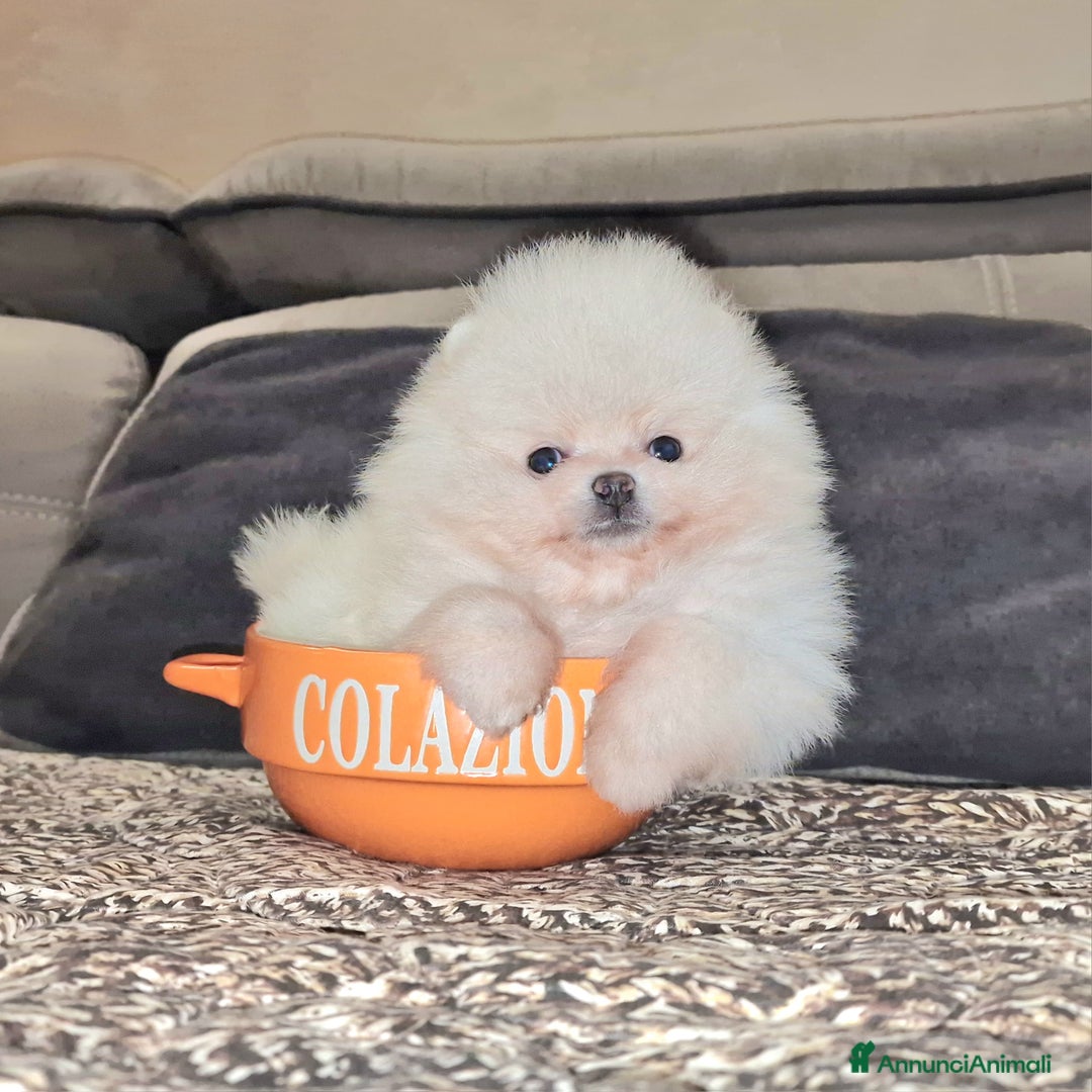 Spitz cani in vendita: Spitz tedesco NANO ( POMERANIA  ) a Provincia di Monza e della Brianza - Annuncio 20