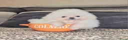 Spitz cani in vendita: Spitz tedesco NANO ( POMERANIA  ) a Provincia di Monza e della Brianza - Annuncio 20