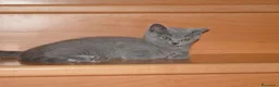 Scottish gatti in vendita: Scottish fold e straight con pedigree - Annuncio 6
