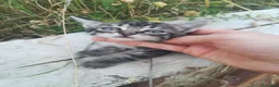 Europeo gatti in regalo: GATTINI - Annuncio 4