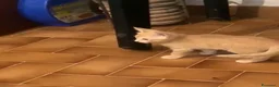 Meticcio gatti in regalo: GATTINI DOLCISSIMI a Città Metropolitana di Genova - Annuncio 7
