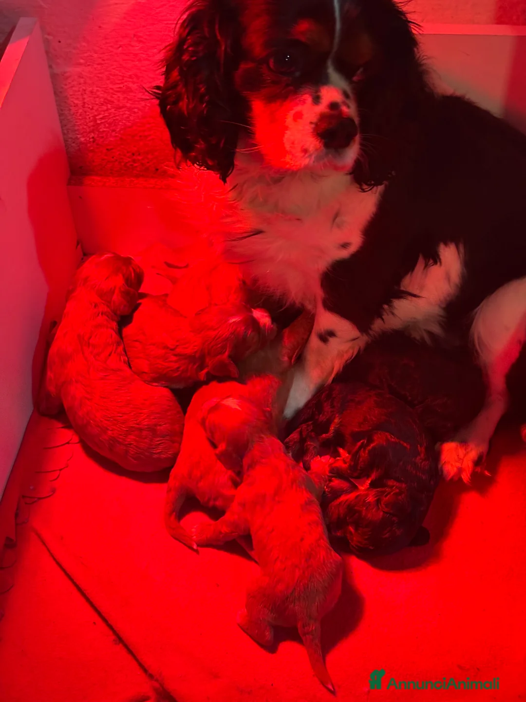 Cavapoo cani in vendita: Cuccioli di CavaPoo - Annuncio 3