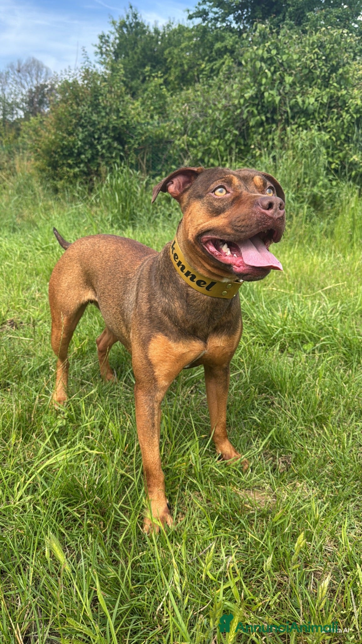 Pitbull cani Ultimi cuccioli pitbull disponibili  - Annuncio 4