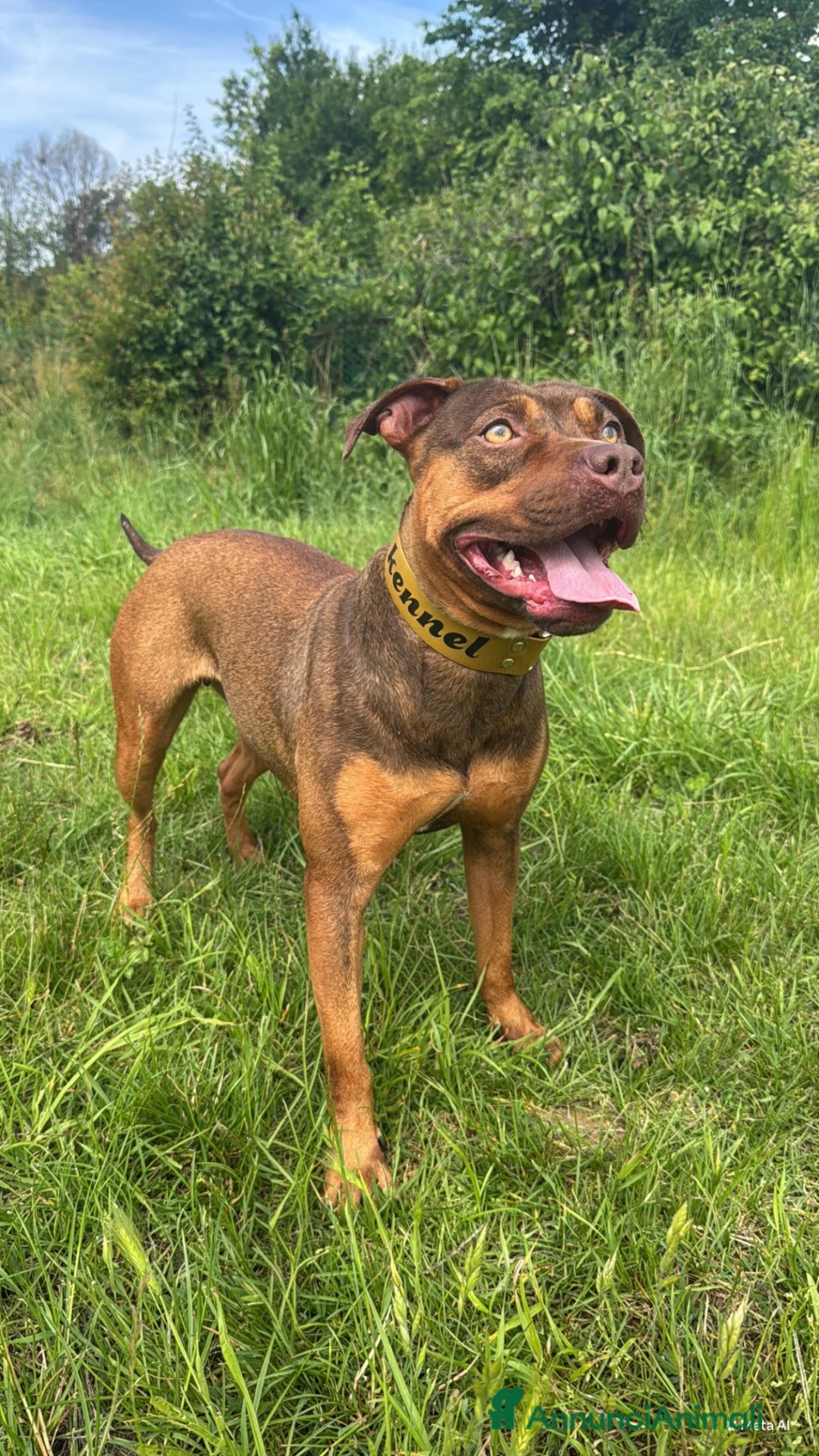 Pitbull cani in vendita: Ultimi cuccioli pitbull disponibili  - Annuncio 6
