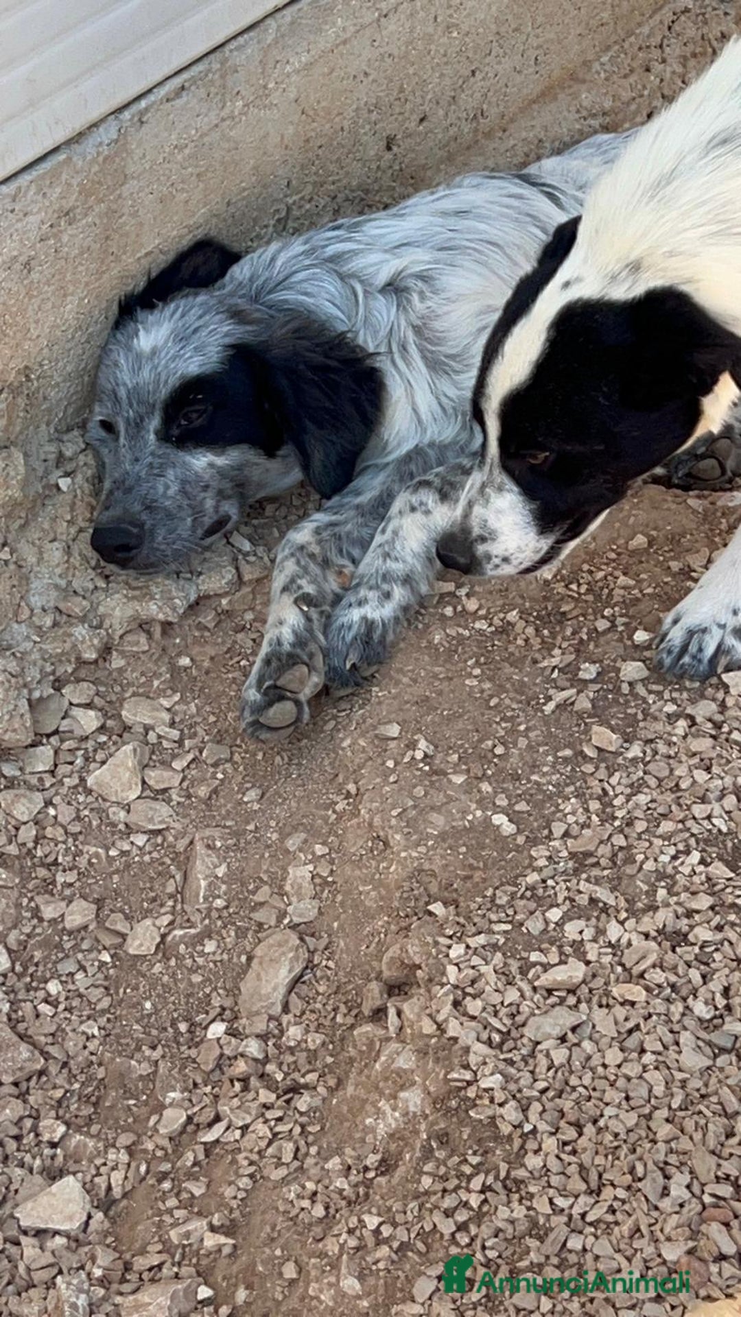 Meticcio cani in regalo: 3cuccioli di 6mesi NESSUNA RICHIESTA X LORO.BARI - Annuncio 7