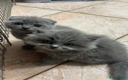 Scottish gatti in vendita: gatti scottish fold e straight a Provincia di Forlì-Cesena - Immagine 3