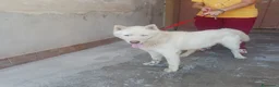 Husky cani in regalo: Zeus: giovane Siberian Husky socievole con tutti  - Annuncio 18