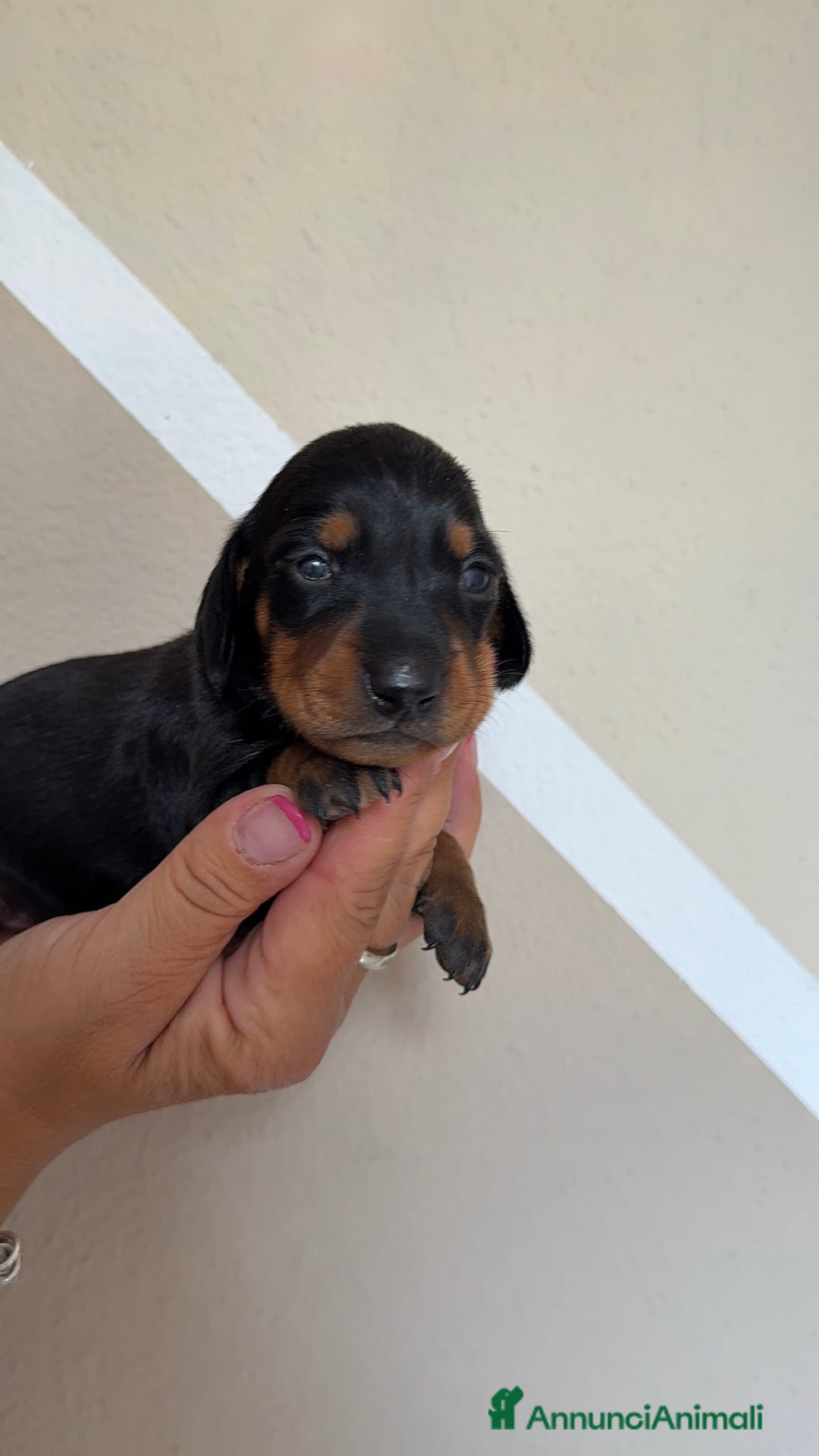 Bassotto cani in vendita: Cuccioli di bassotto tedesco  a Provincia di Lecco - Immagine 3