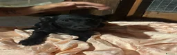 Meticcio cani in regalo: Bruno e Cuore cuccioli 4 mesi cercano casa  - Annuncio 3