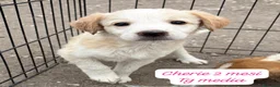Meticcio cani in regalo: Meticci dolcissimi da salvare a Provincia di Pavia - Annuncio 3