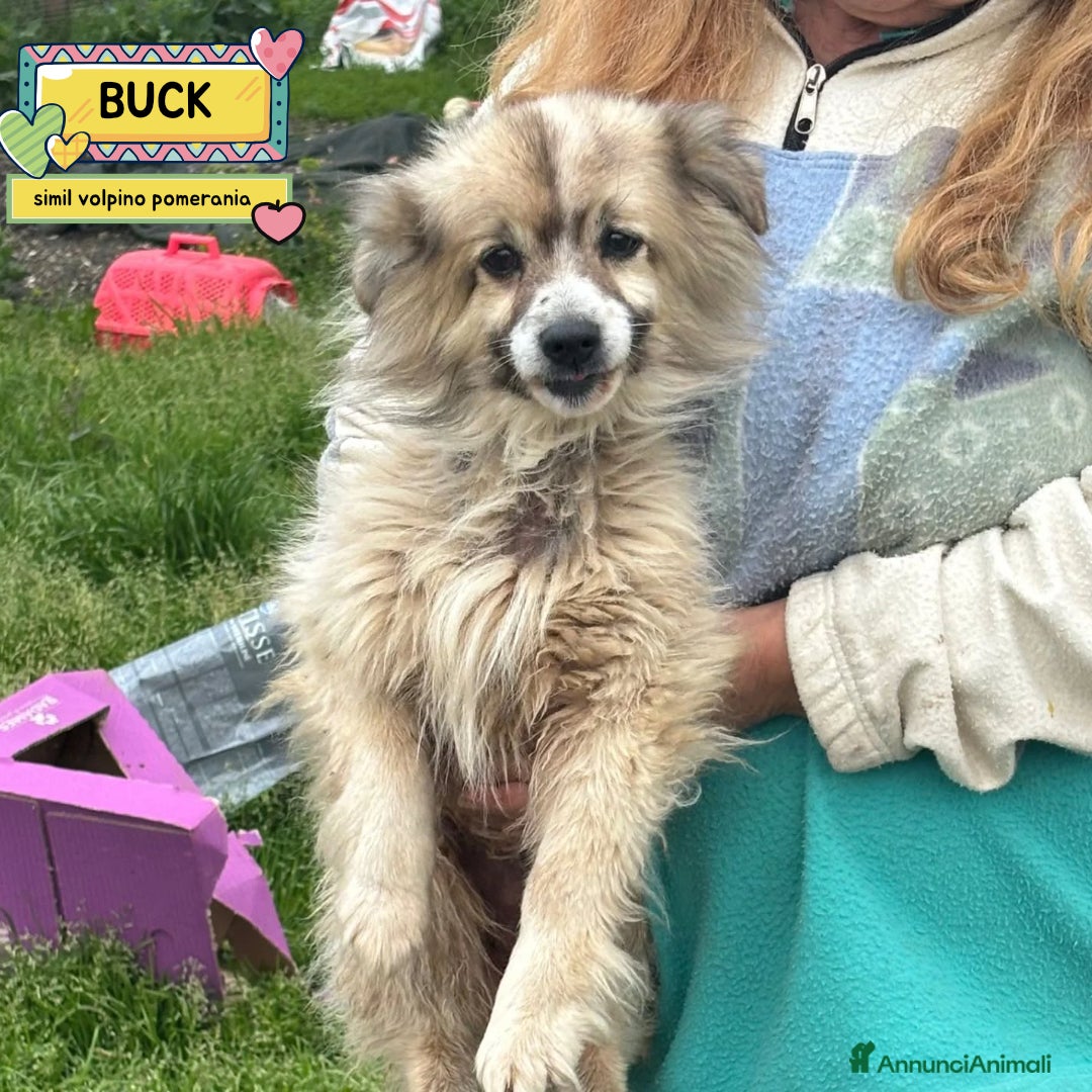 Meticcio cani BUCK simil volpino pomerania cerca casa - adozione - Annuncio 10