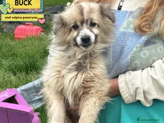 Meticcio cani BUCK simil volpino pomerania cerca casa - adozione - Annuncio 10