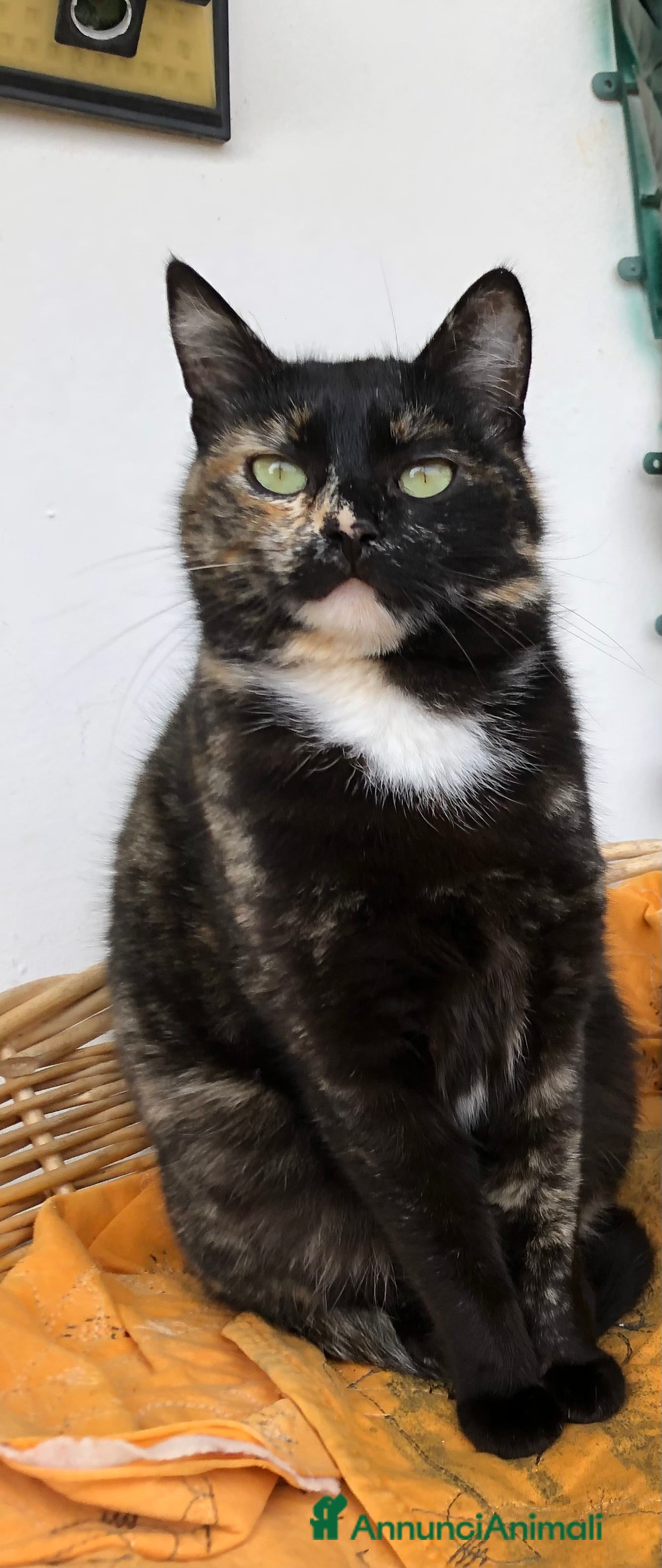 Europeo gatti Gatta sterilizzata  - Annuncio 4