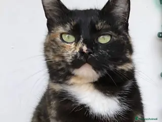 Europeo gatti Gatta sterilizzata - Annuncio 4