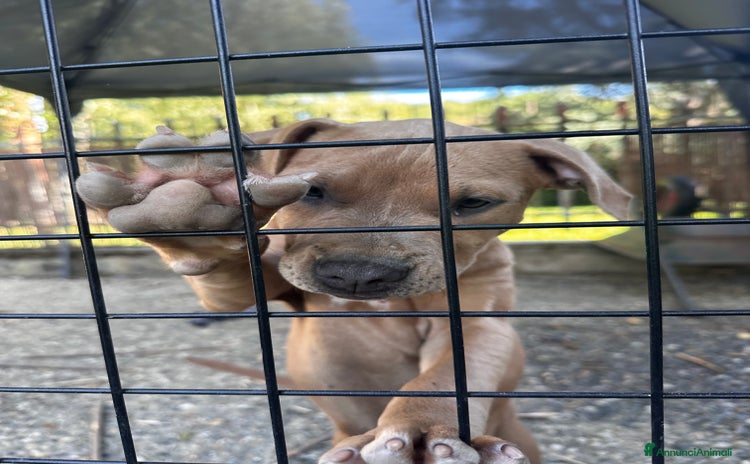 Pitbull cani a Città Metropolitana di Torino - Annuncio 6