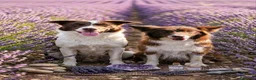 Border Collie cani in vendita: Border collie con pedigree ENCI - Annuncio 1
