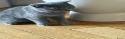 Scottish gatti in vendita: Scottish fold e straight blu con occhi arancioni a Provincia di Pavia - Annuncio 5