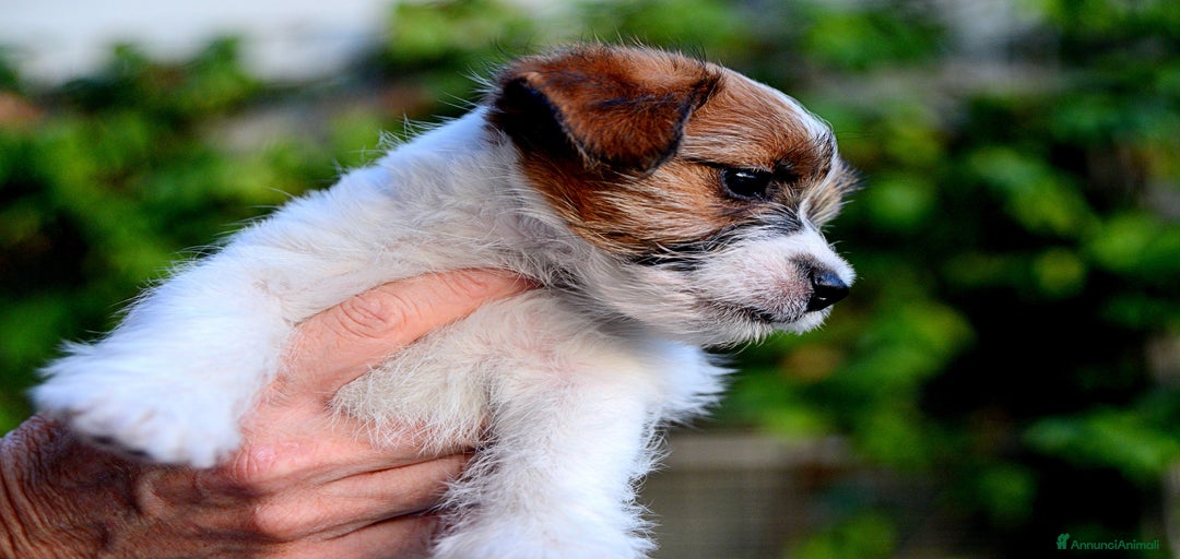 Immagine della galleria {{count}}