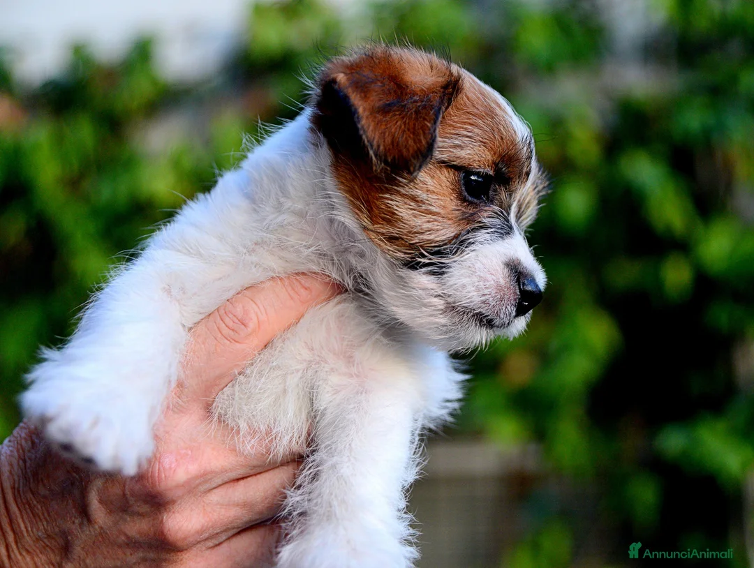 Immagine della galleria {{count}}