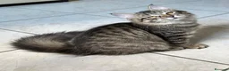 Siberiano gatti in vendita: Cuccioli Siberiano - Annuncio 6