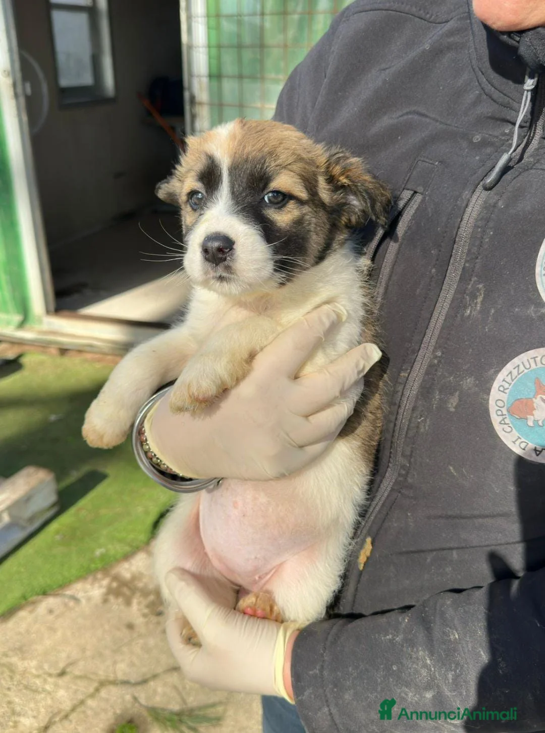 Meticcio cani in regalo: MANDORLA 🩷-cucciola futura taglia media cerca 🏡  - Annuncio 3