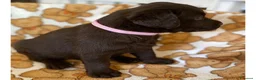 Labrador cani in vendita: Cuccioli Labrador Retriever Chocolate - Annuncio 12